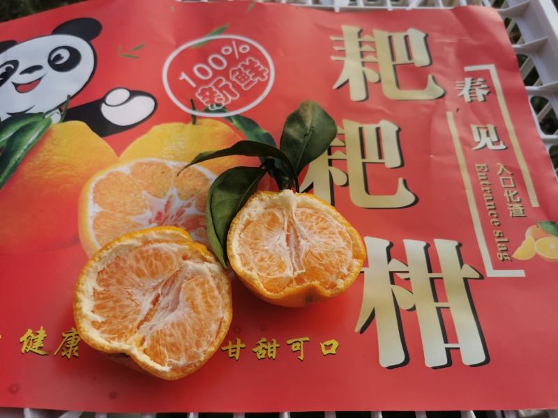 实心耙耙柑，硬度好！没套袋便宜处理！2000斤