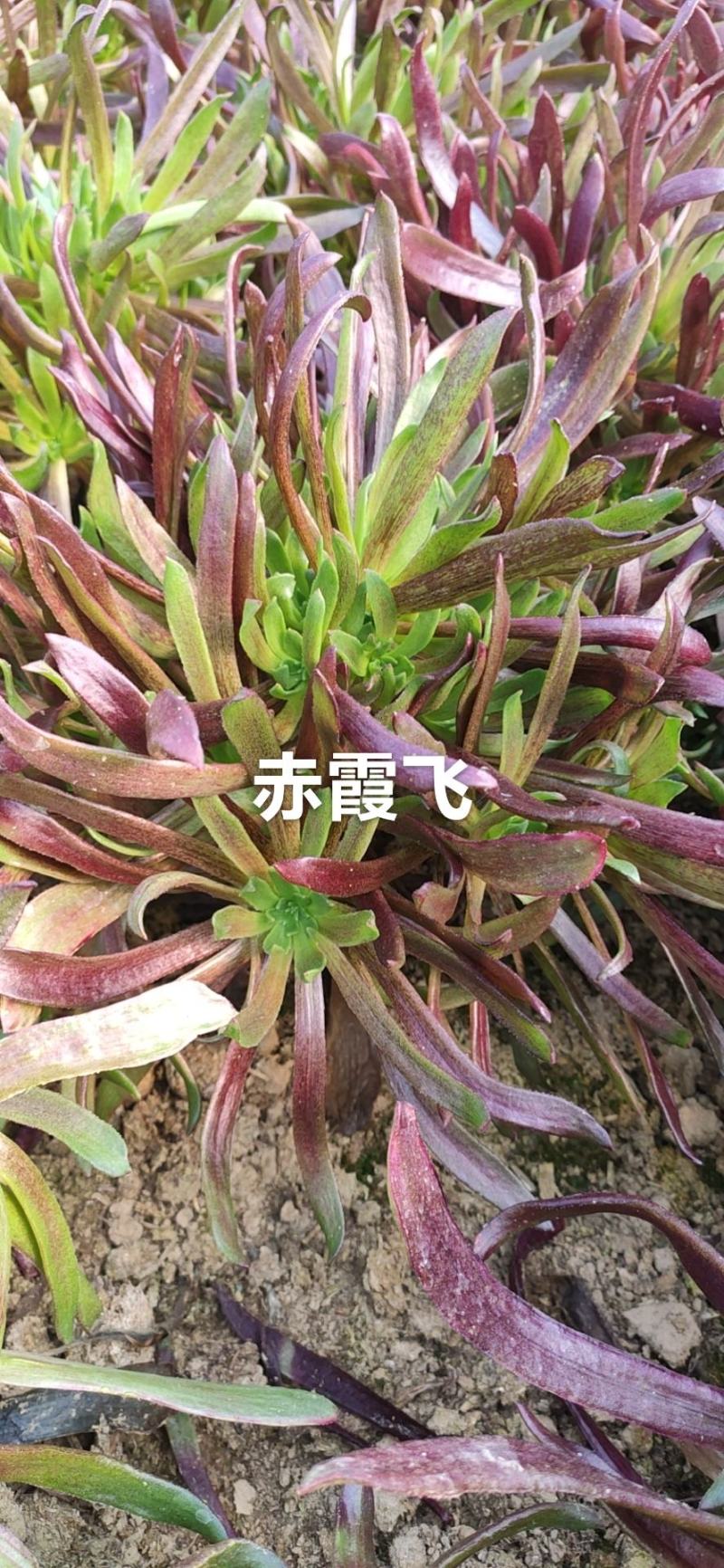 赤霞飞多肉植物多头，基地直销可看货，可混批，