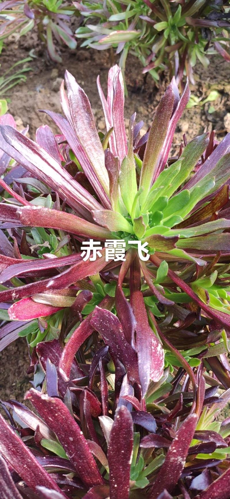 赤霞飞多肉植物多头，基地直销可看货，可混批，