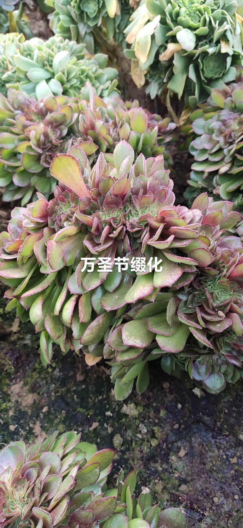 赤霞飞多肉植物多头，基地直销可看货，可混批，