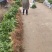 草珊瑚苗，自家育苗基地，提供种植技术，保证成活率。