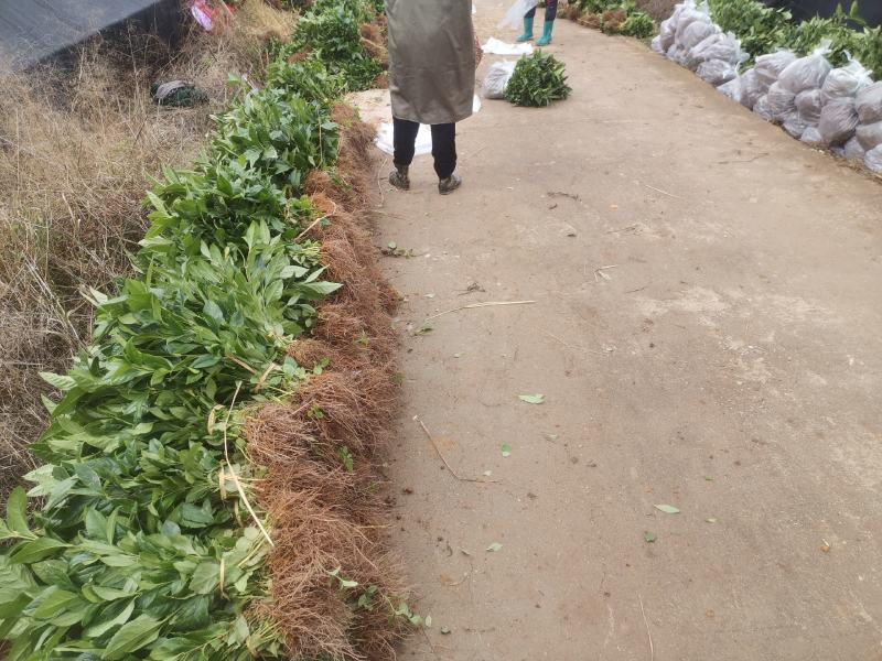 草珊瑚苗，自家育苗基地，提供种植技术，保证成活率。