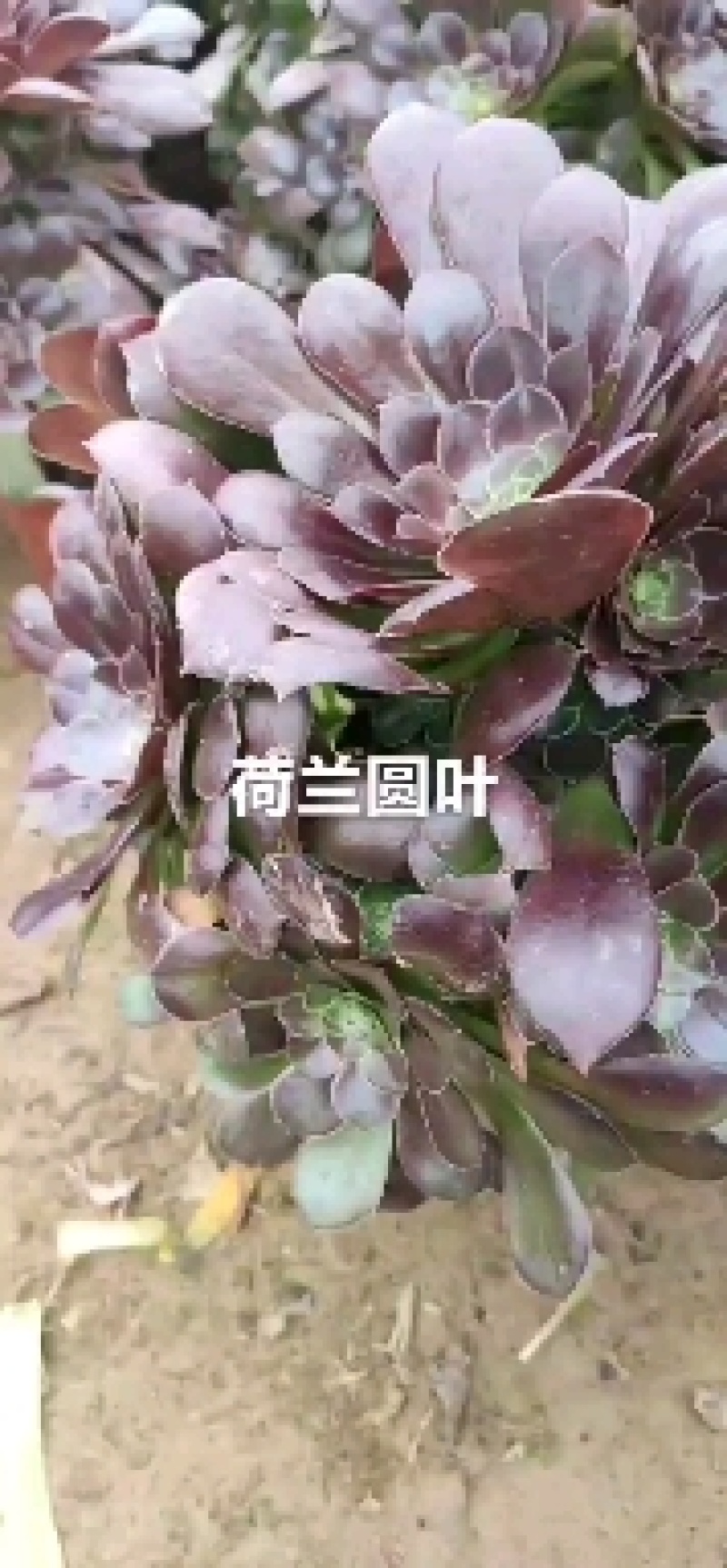 荷兰圆叶多肉法师基地直销手捧花可混批