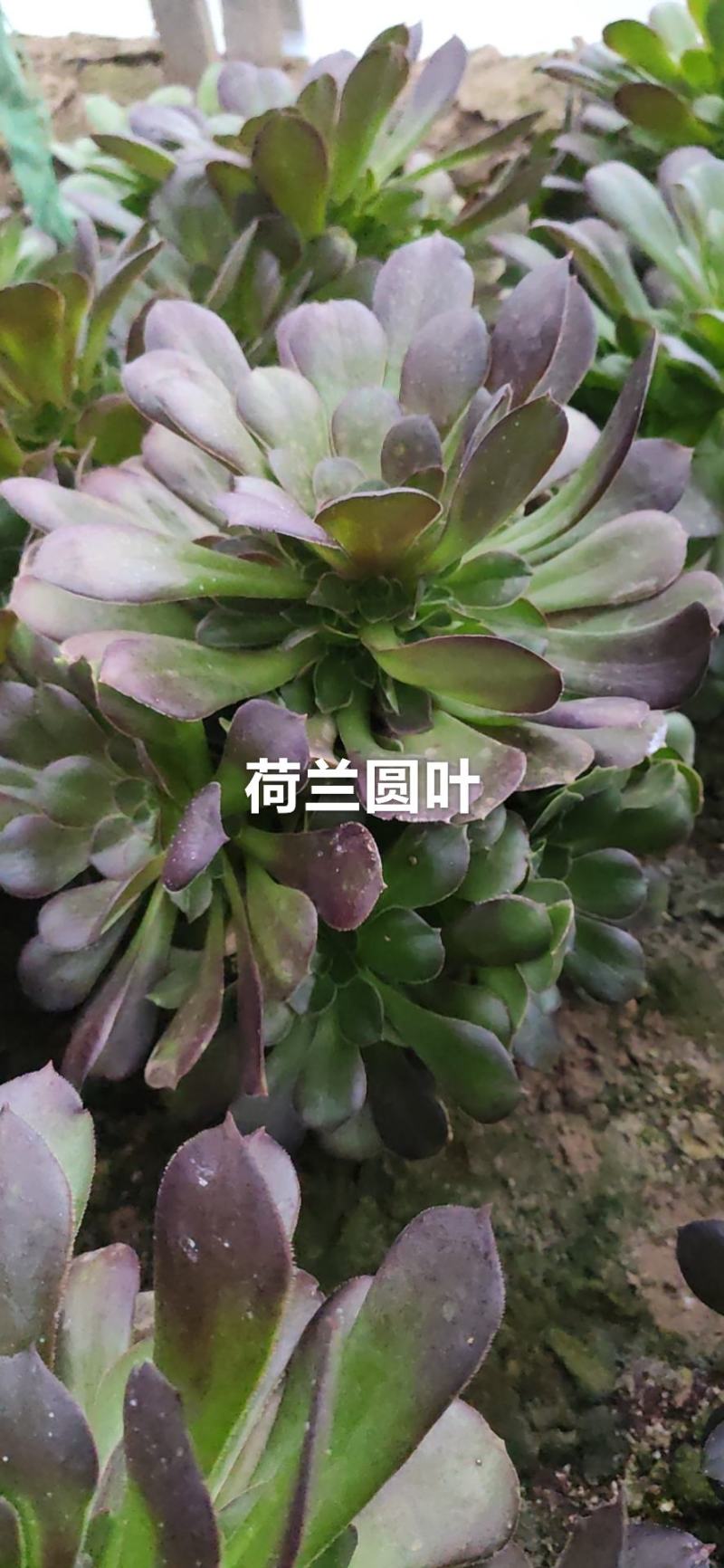 荷兰圆叶多肉法师基地直销手捧花可混批