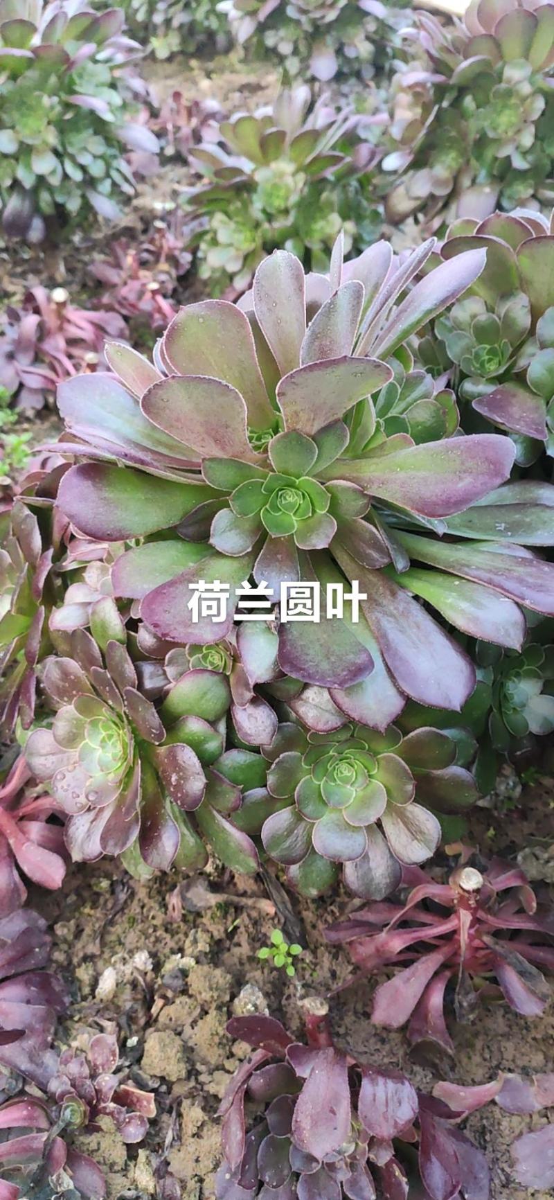荷兰圆叶多肉法师基地直销手捧花可混批