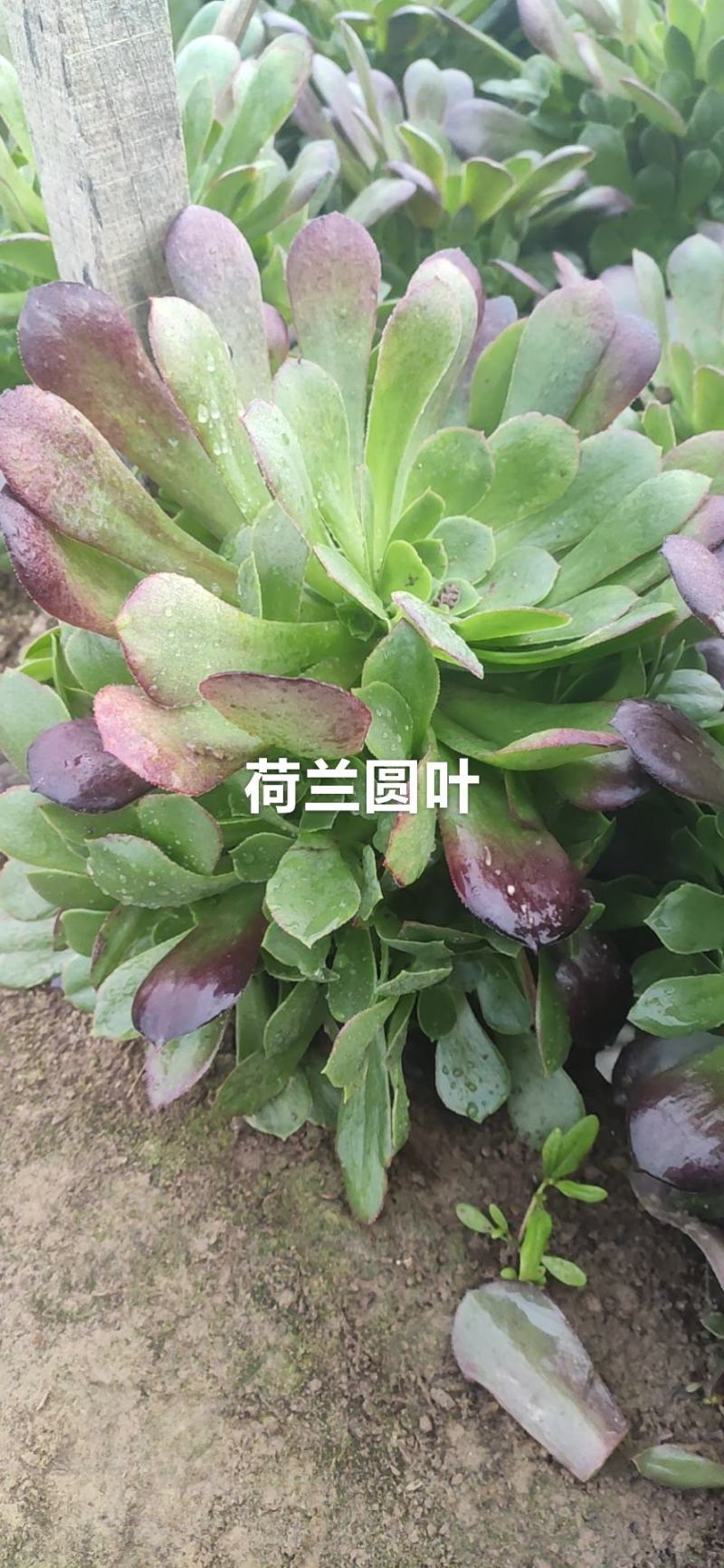 荷兰圆叶多肉法师基地直销手捧花可混批