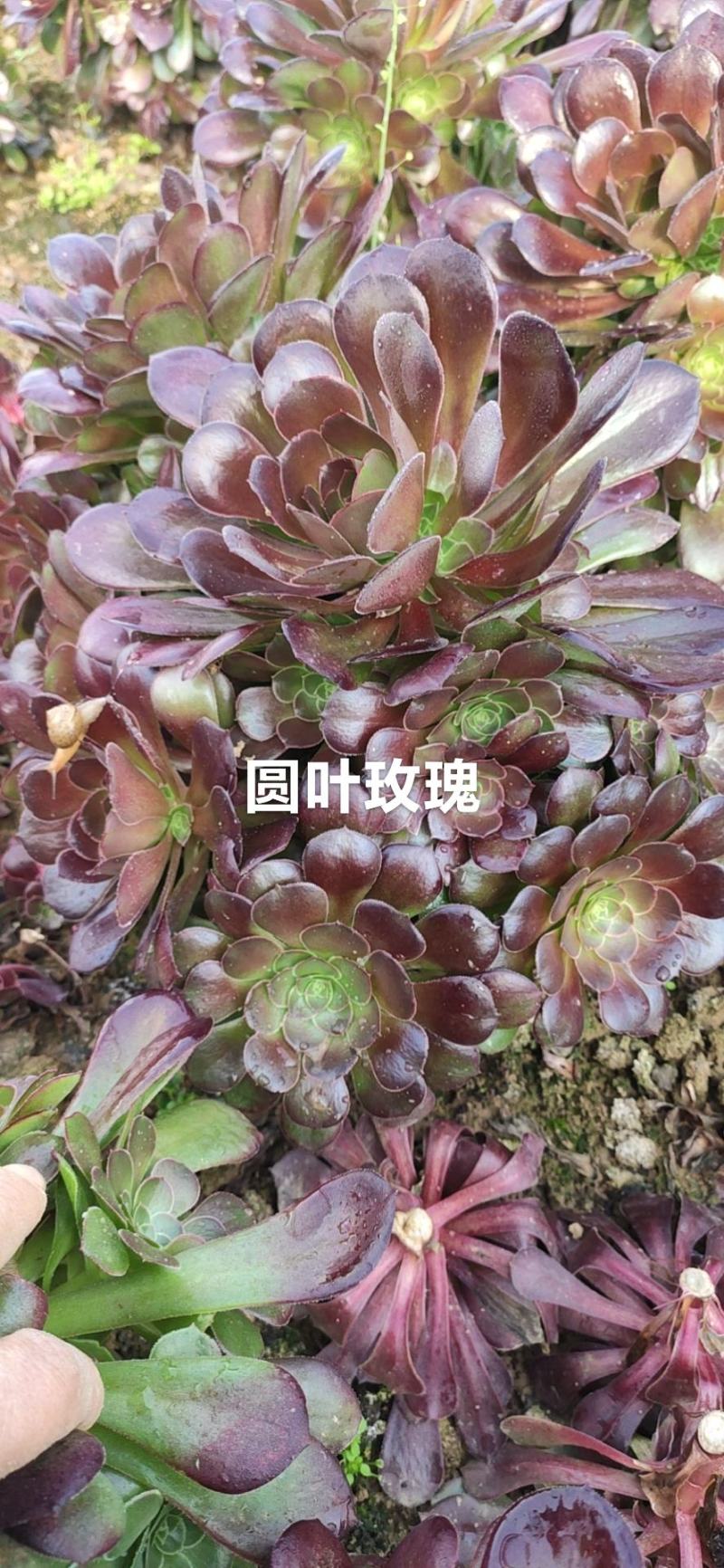荷兰圆叶多肉法师基地直销手捧花可混批