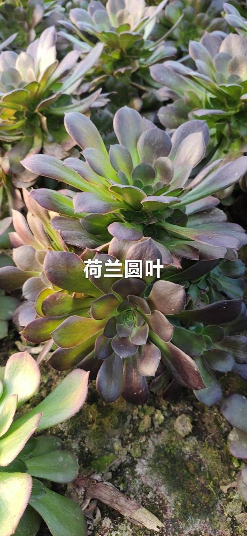 荷兰圆叶多肉法师基地直销手捧花可混批