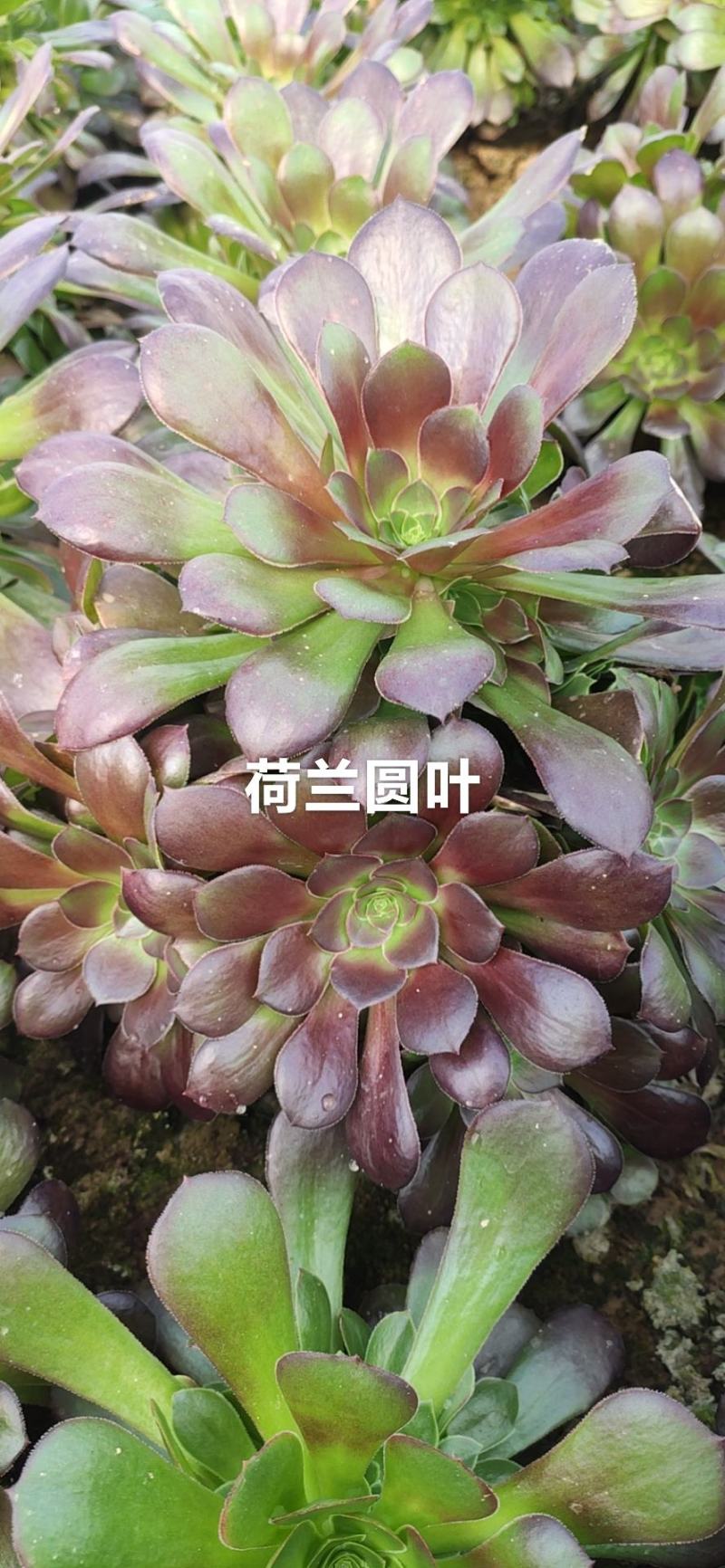 荷兰圆叶多肉法师基地直销手捧花可混批
