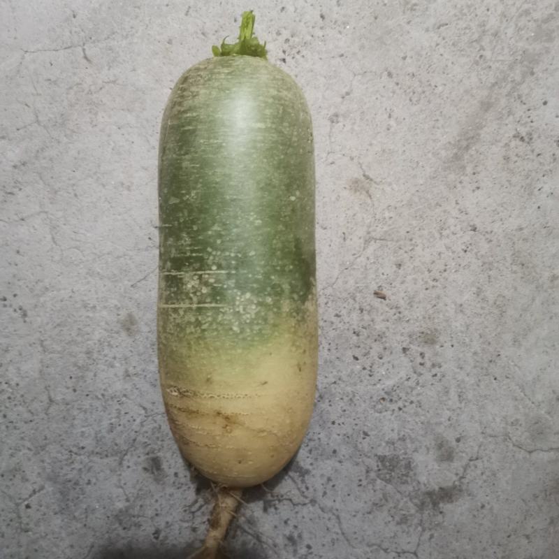 水果萝卜