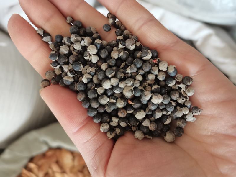 蔓荆子祥泰中药材量大从优，实物拍摄1000多种中药材