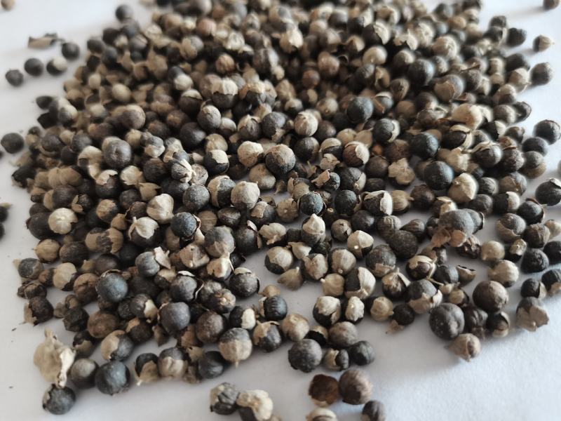 蔓荆子祥泰中药材量大从优，实物拍摄1000多种中药材