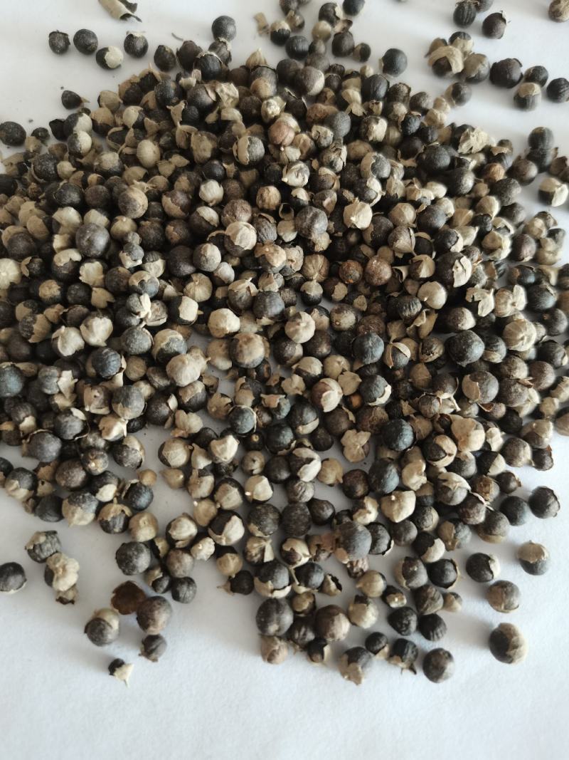 蔓荆子祥泰中药材量大从优，实物拍摄1000多种中药材