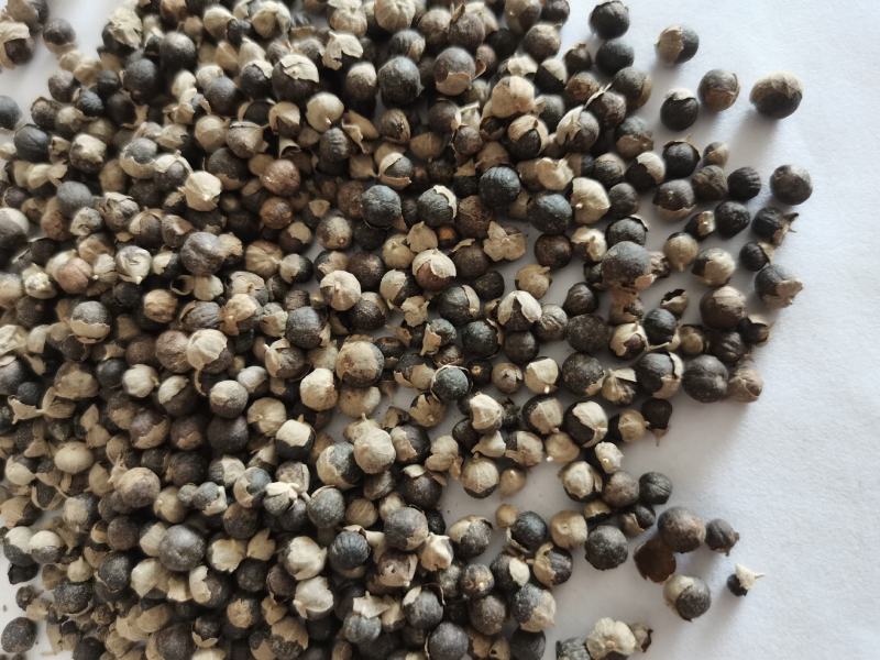 蔓荆子祥泰中药材量大从优，实物拍摄1000多种中药材