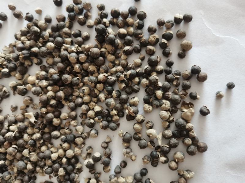 蔓荆子祥泰中药材量大从优，实物拍摄1000多种中药材
