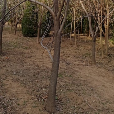 高杆柿树