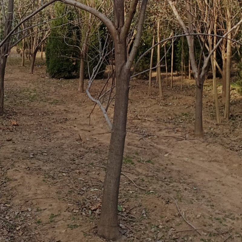 高杆柿树