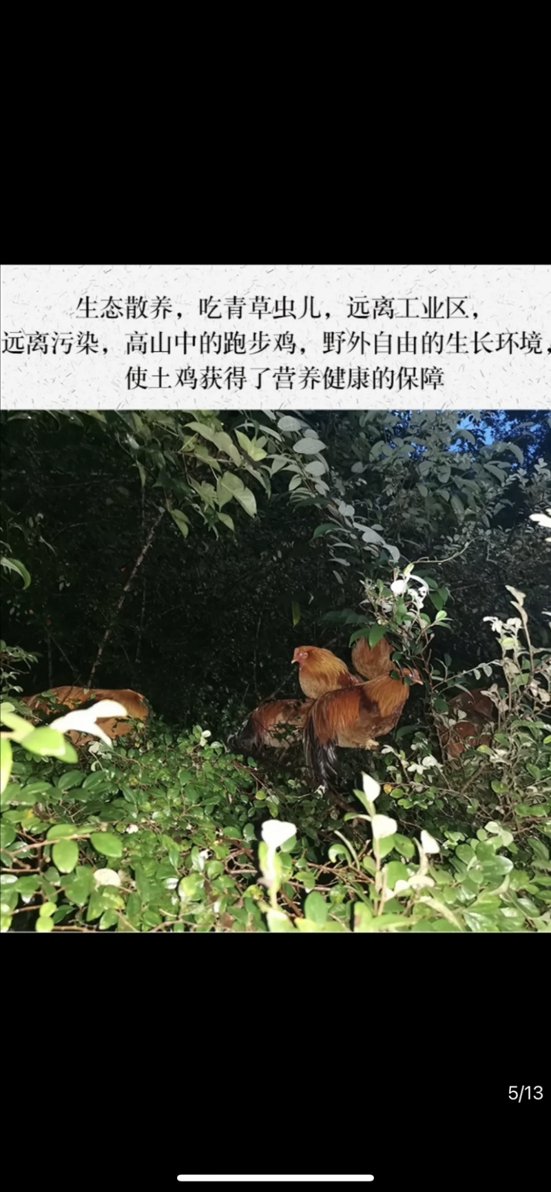 河田鸡月子鸡活鸡阉公鸡散养鸡