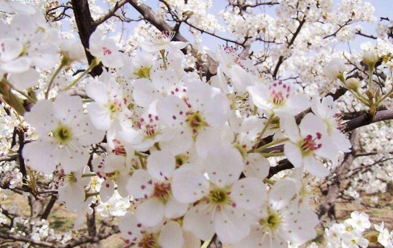 梨花.梨花粉.花籽.梨花粉.产地.梨花蕊.产地