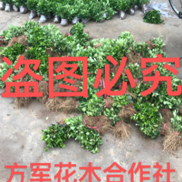 冬青苗规格齐全免费包邮提供发票