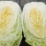 黄心大白菜丨河北大白菜丨精品大白菜丨基地直发大量供货