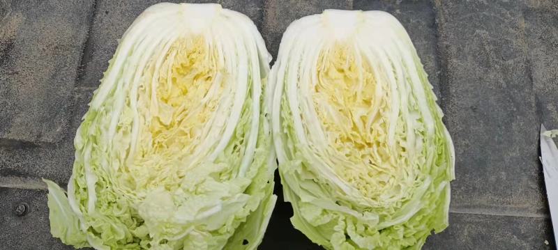 黄心大白菜丨河北大白菜丨精品大白菜丨基地直发大量供货
