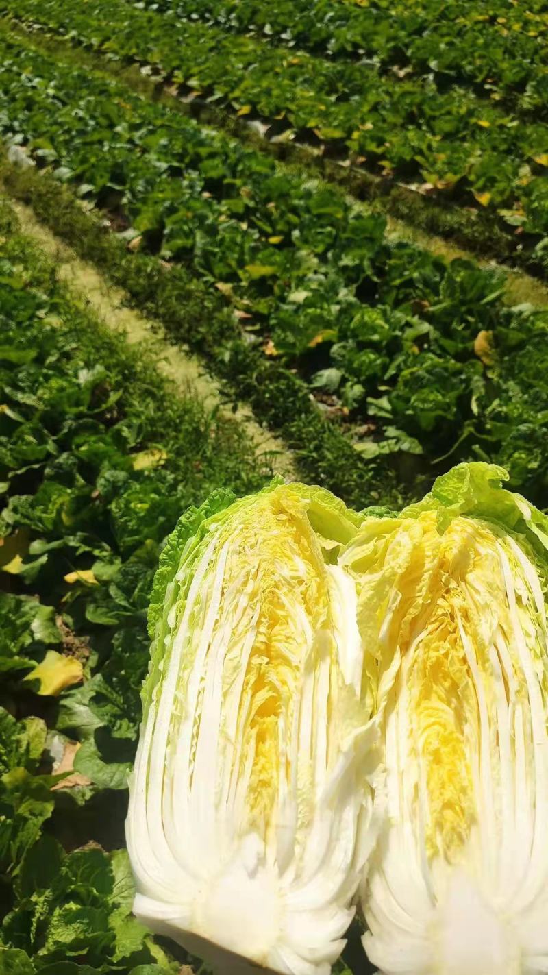 黄心大白菜丨河北大白菜丨精品大白菜丨基地直发大量供货