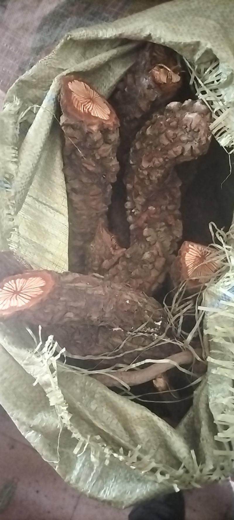 红藤大血藤资源减少产地货源