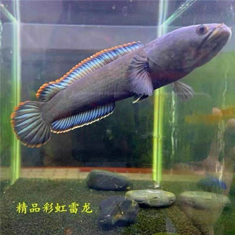 彩虹雷龙观赏鱼