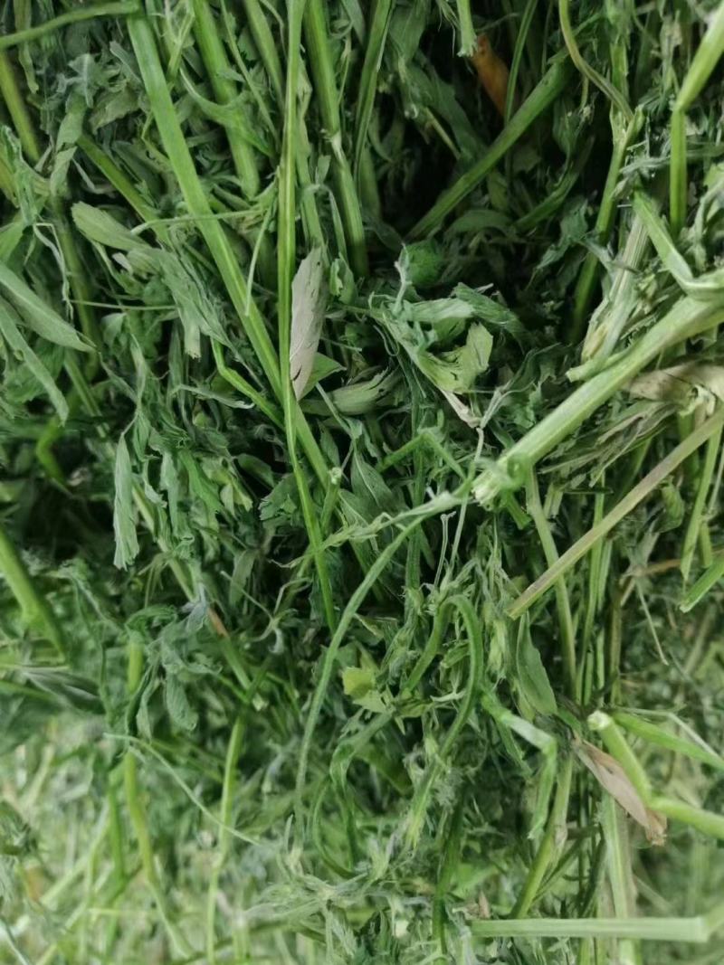 紫花苜蓿草捆