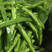 食用仙人掌嫩叶野菜大量供应基地种植健康药膳新鲜现割