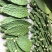食用仙人掌嫩叶野菜大量供应基地种植健康药膳新鲜现割