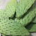 食用仙人掌嫩叶野菜大量供应基地种植健康药膳新鲜现割