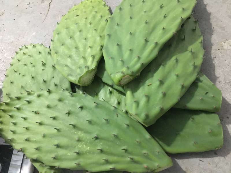 食用仙人掌嫩叶野菜大量供应基地种植健康药膳新鲜现割