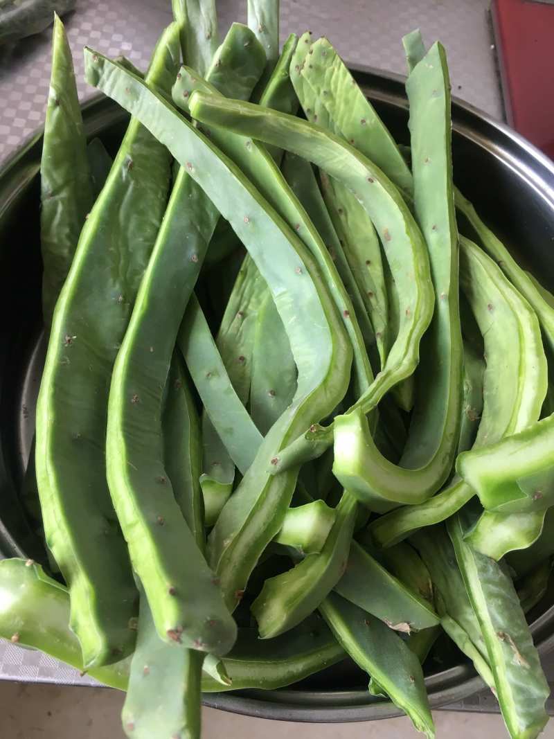 食用仙人掌嫩叶野菜大量供应基地种植健康药膳新鲜现割