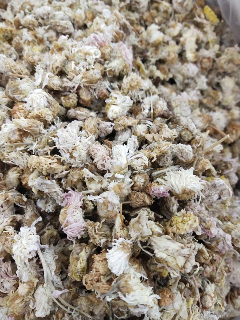 菊花，北京菊，河北地区产冬菊花。量大价优，批发价