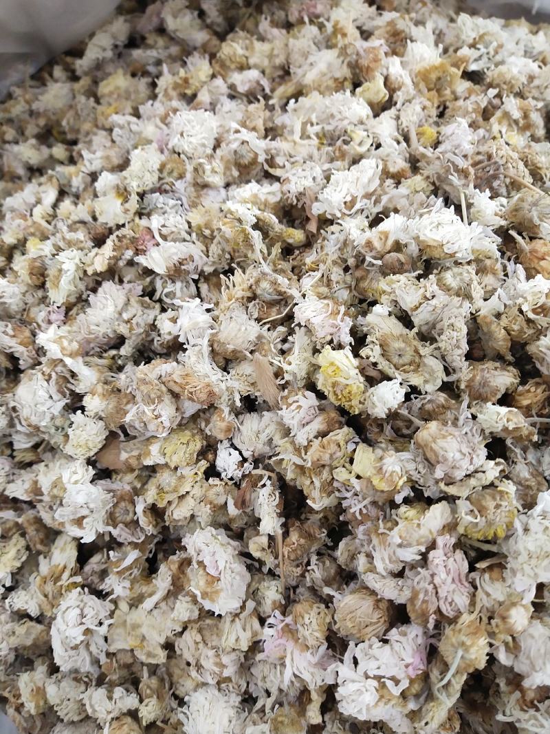 菊花，北京菊，河北地区产冬菊花。量大价优，批发价