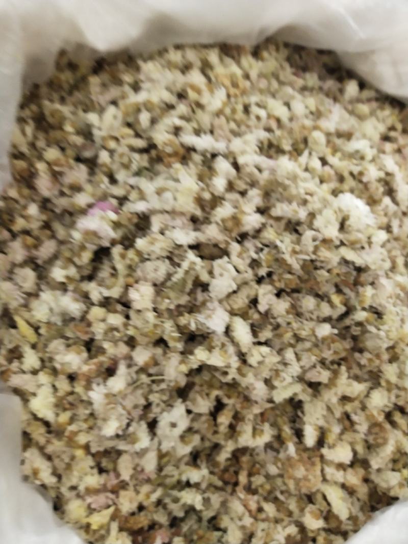 菊花，北京菊，河北地区产冬菊花。量大价优，批发价