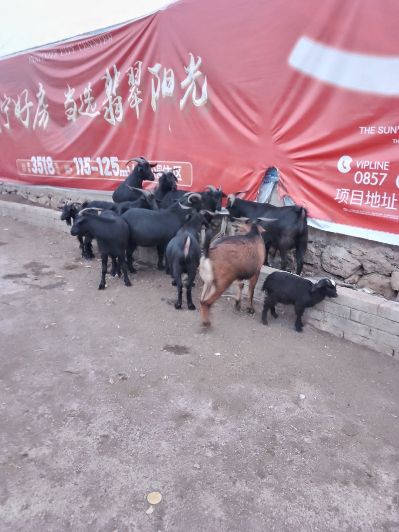 贵州毕节威宁高山放养小耳山羊，小尾寒羊，努比亚山羊波尔羊