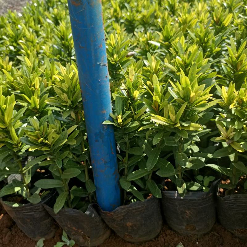 小叶龙船A货龙船花新货上市价格美丽欢迎来电