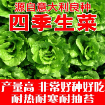 耐抽苔生菜种子意大利生菜全年种植生菜耐寒