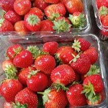 出售奶油草莓苗四季草莓苗