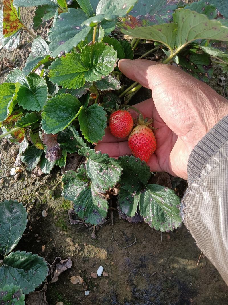 出售奶油草莓苗四季草莓苗