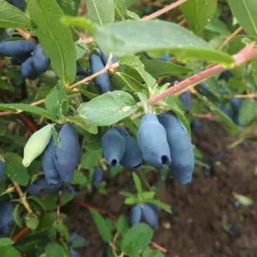 出售蓝靛果苗蓝靛莓苗