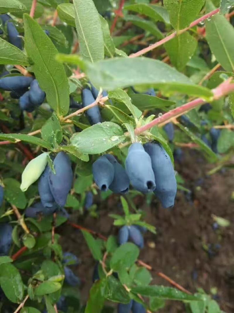 出售蓝靛果苗蓝靛莓苗