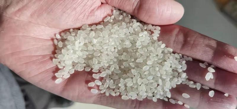 珍珠米，北大荒集团寒地珍珠米，质优价低，稳定供货