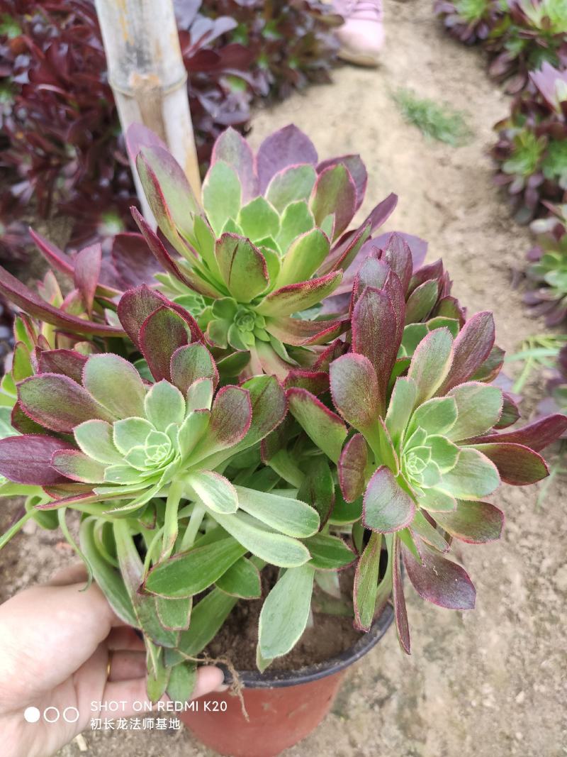 万圣节锦手捧花法师多肉植物基地直发大量批发，可以混