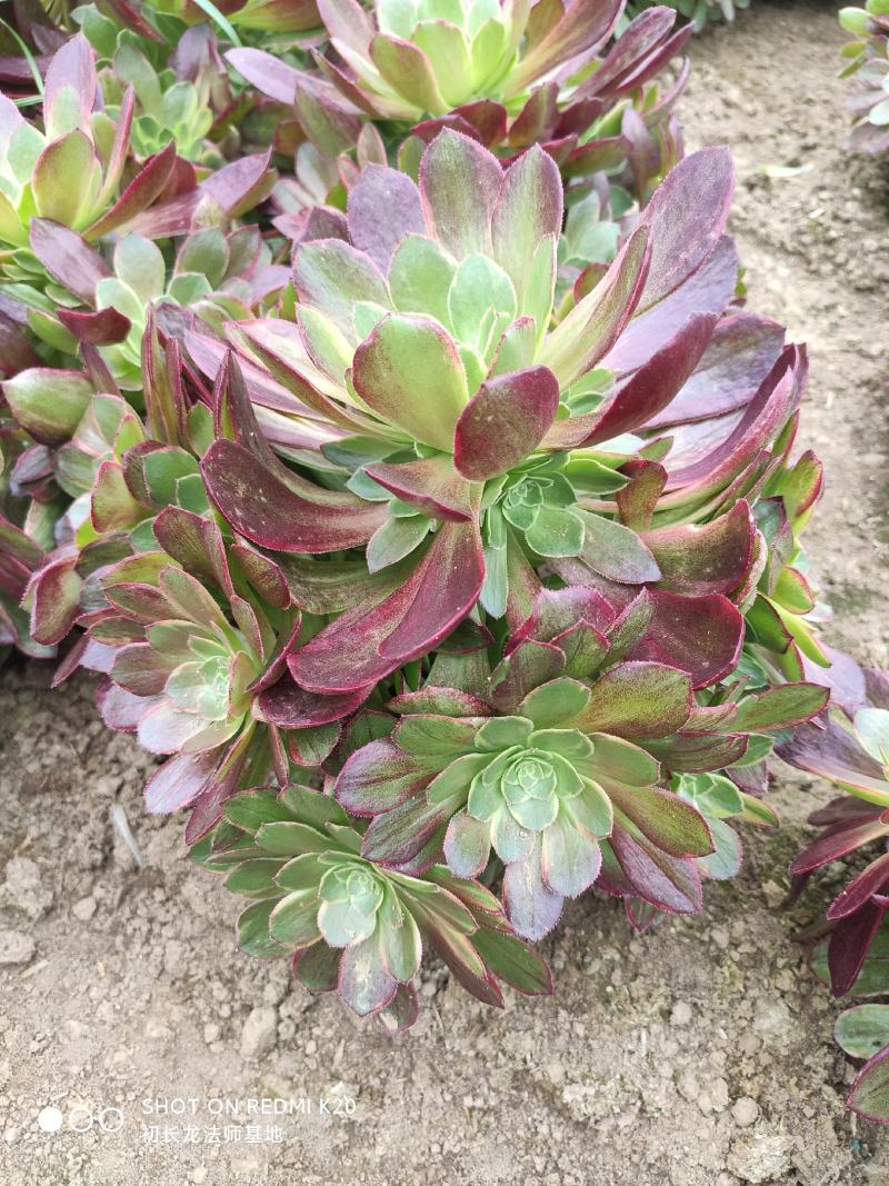 万圣节锦手捧花法师多肉植物基地直发大量批发，可以混