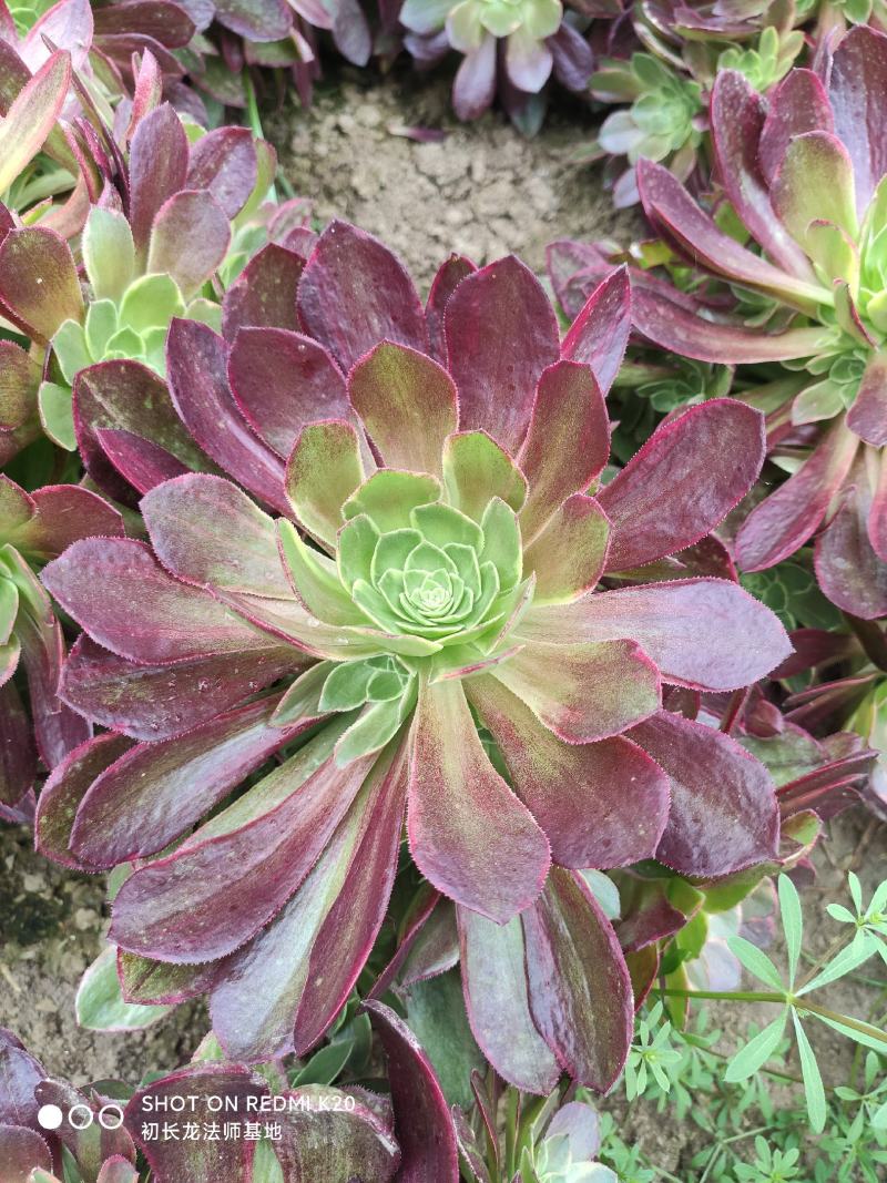 万圣节锦手捧花法师多肉植物基地直发大量批发，可以混