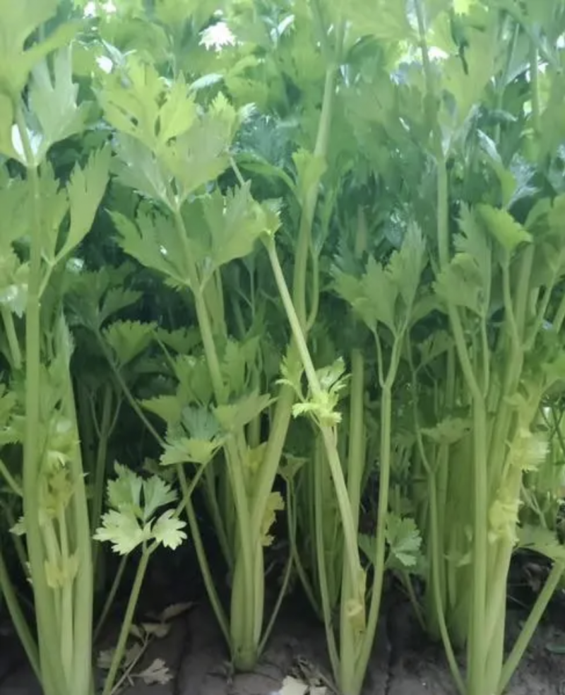 卖芹菜
